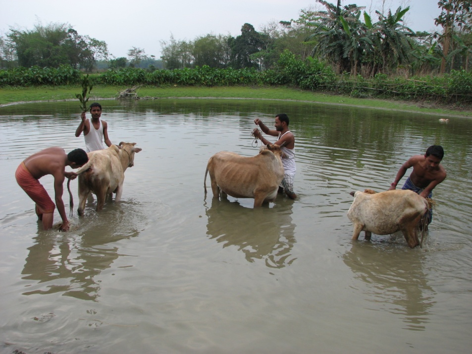 Wet Land